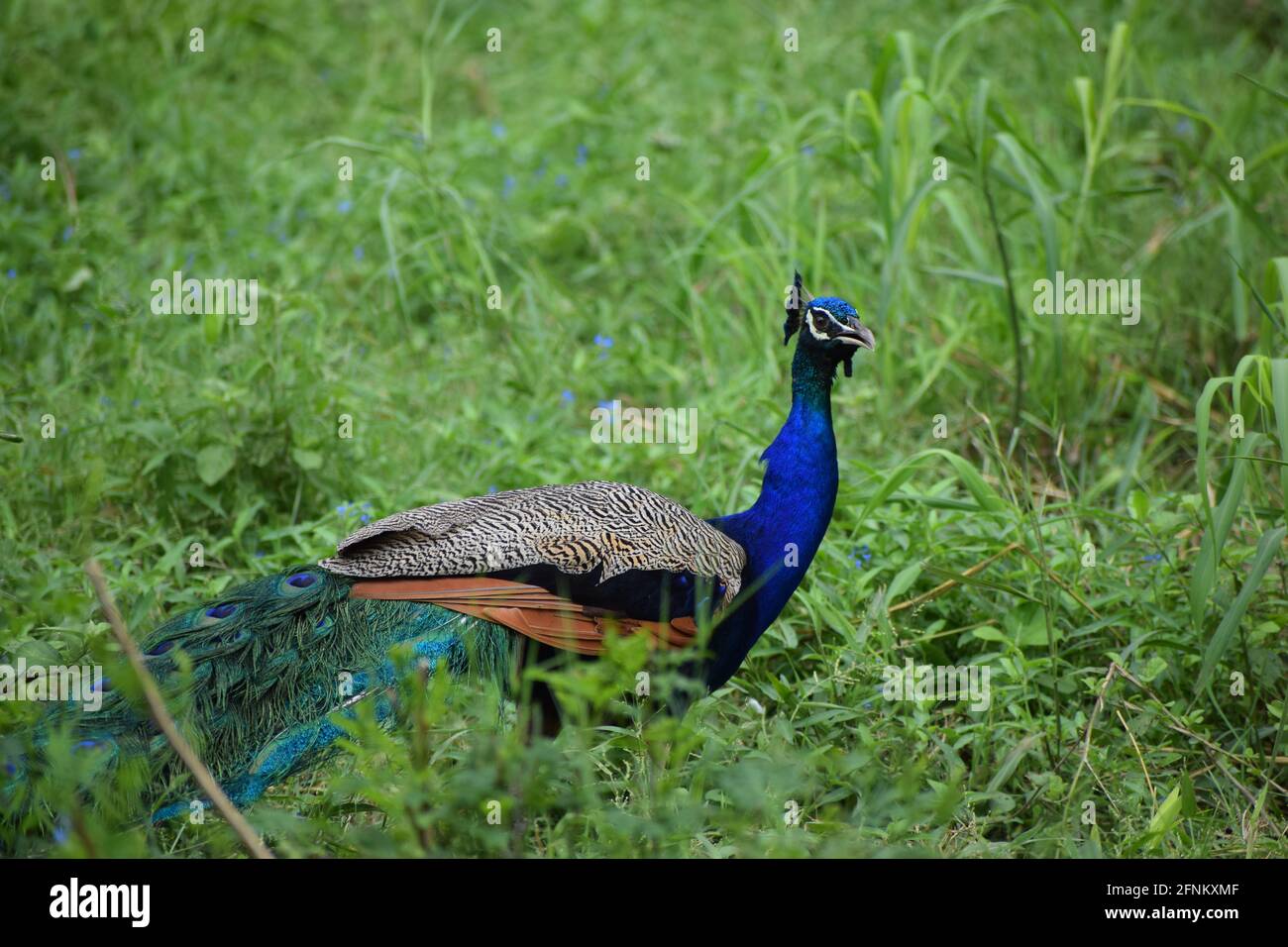Indischer männlicher Pfau. Stockfoto