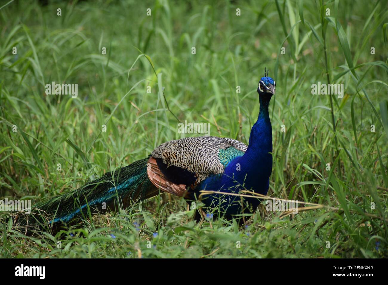 Indischer männlicher Pfau. Stockfoto