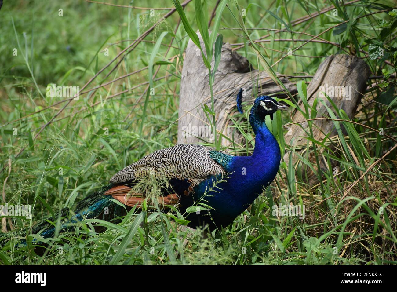 Indischer männlicher Pfau. Stockfoto