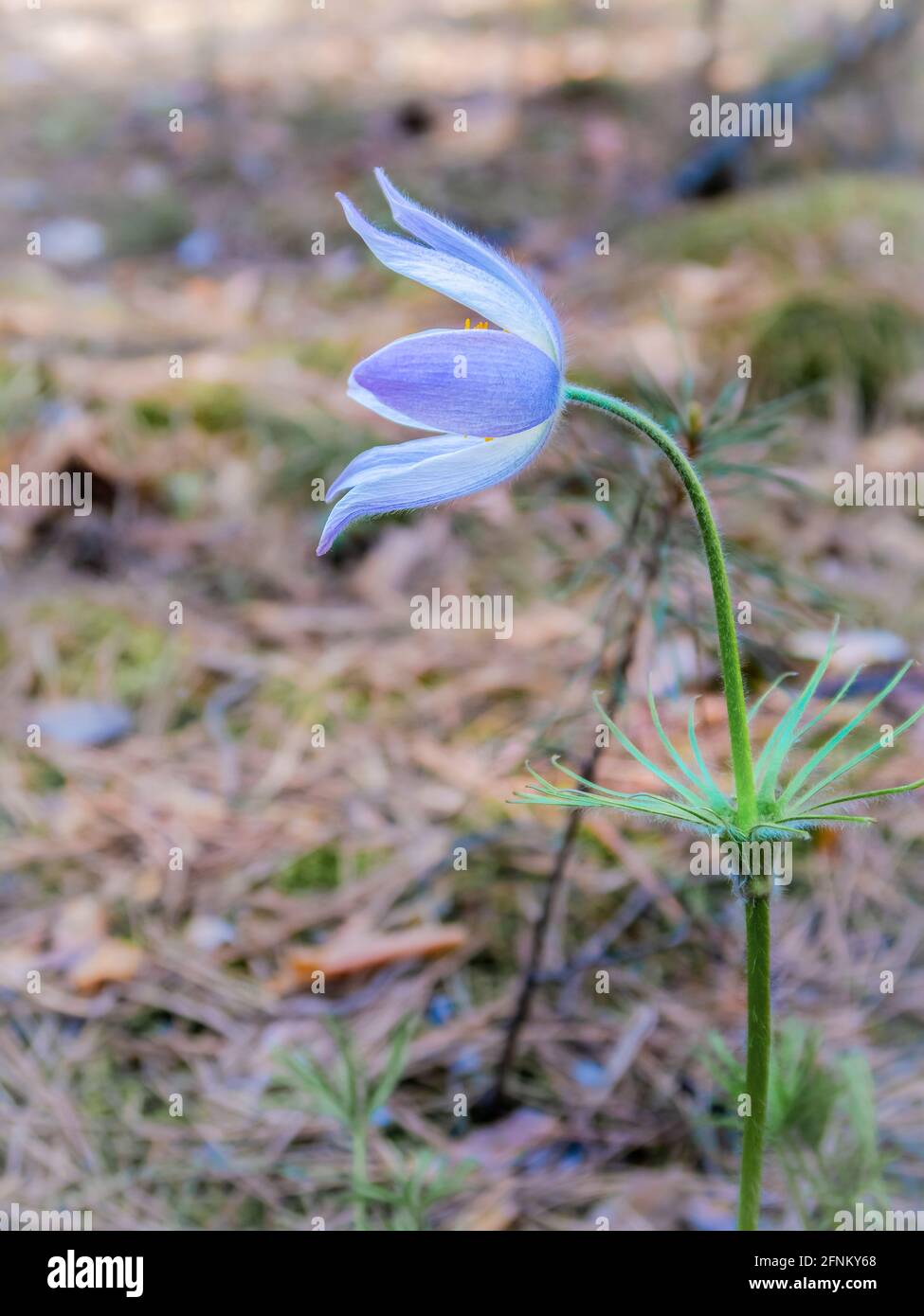 Anemone Patens blühen im Wald Stockfoto