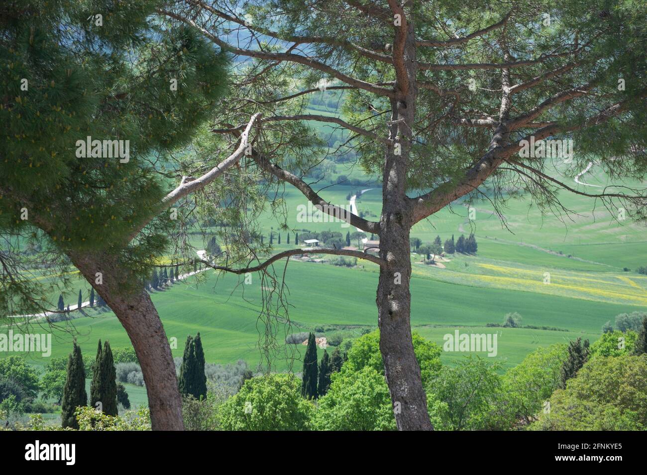 Pinien auf dem Hintergrund der toskanischen Landschaft Stockfoto