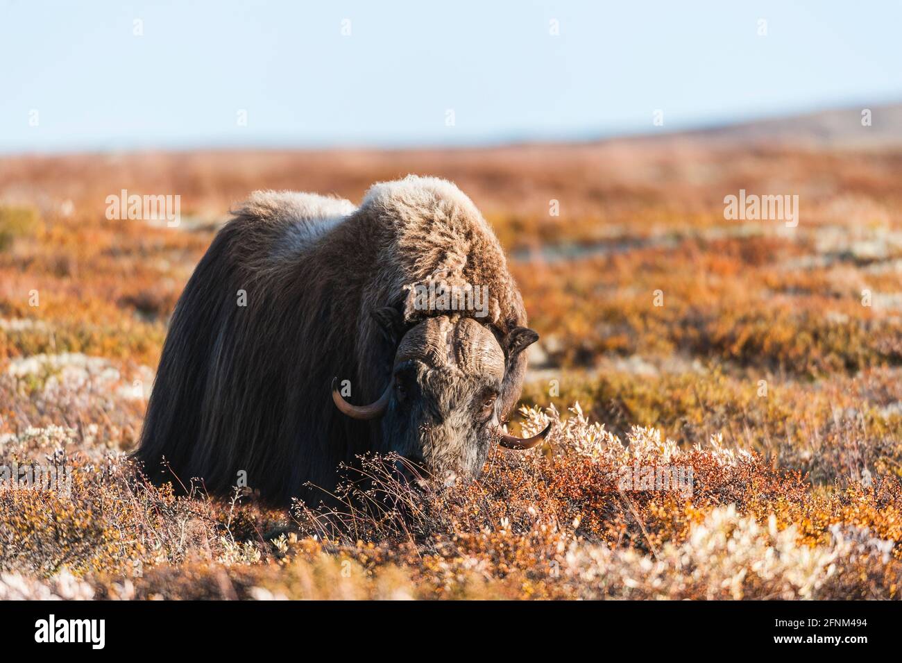 Moschusochse Tiere stehen in der Herbstlandschaft, Norwegen Stockfoto