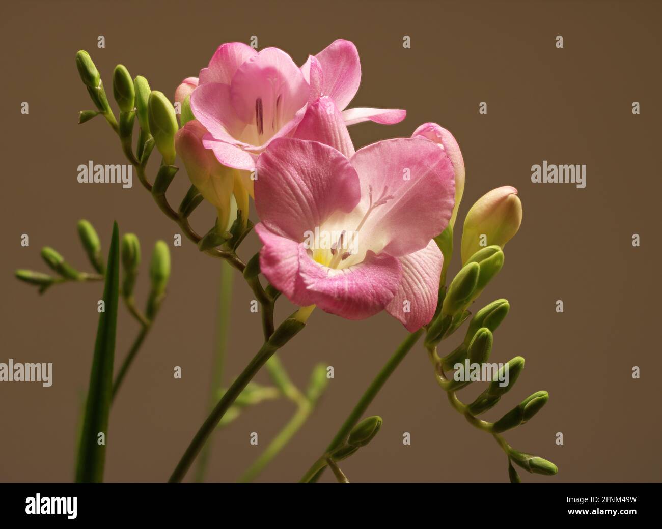 Nahaufnahme einer rosa Freesia-Blume Stockfoto