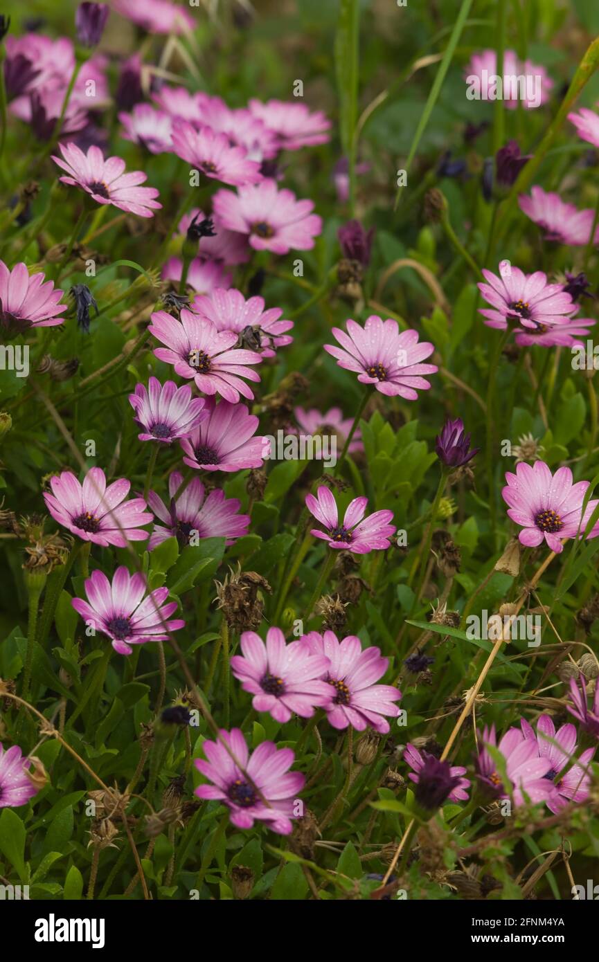 Ein Feld mit rosa Dimorphotheca ecklonis- oder Cape-Gänseblümchen-Blüten In einem Park Stockfoto