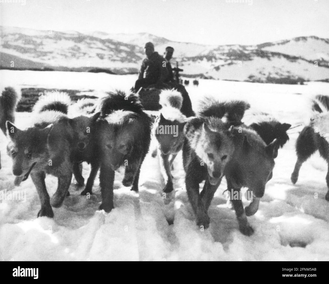 Amundsen, Roald 16.7.1872. - 1928. Juni, norwegischer Forscher, Expedition Südpol 1911, Hundeschlittenfahrt, ZUSÄTZLICHE RECHTE-CLEARANCE-INFO-NOT-AVAILABLE Stockfoto