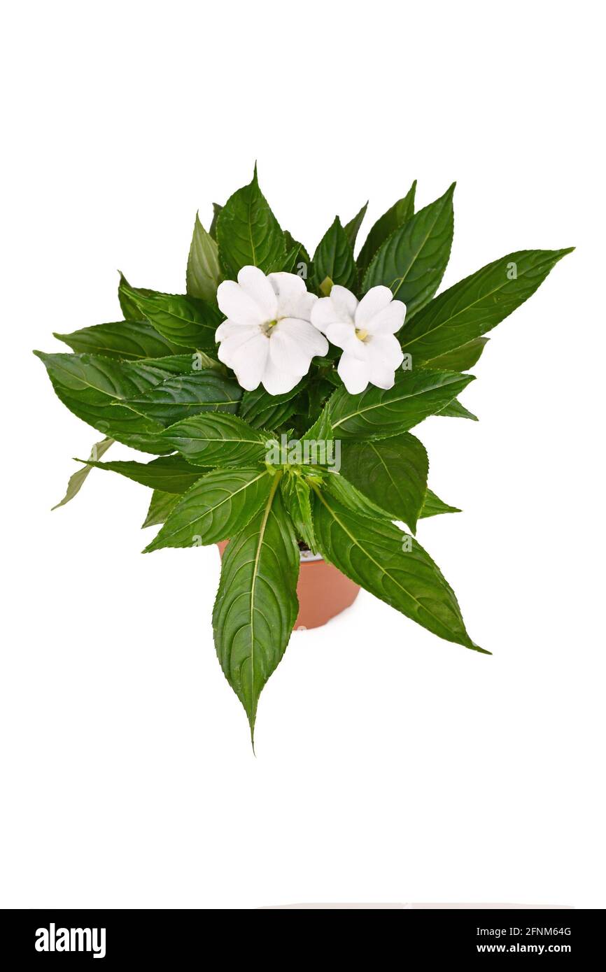 'Impatiens Neuguinea' Pflanze mit weißen blühenden Blüten im Blumentopf Isoliert auf weißem Hintergrund Stockfoto