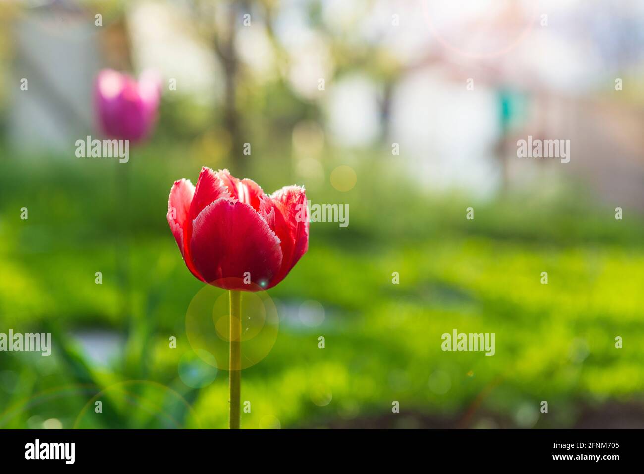 Rote Tulpenblume mit Sonneneinstrahlung Stockfoto