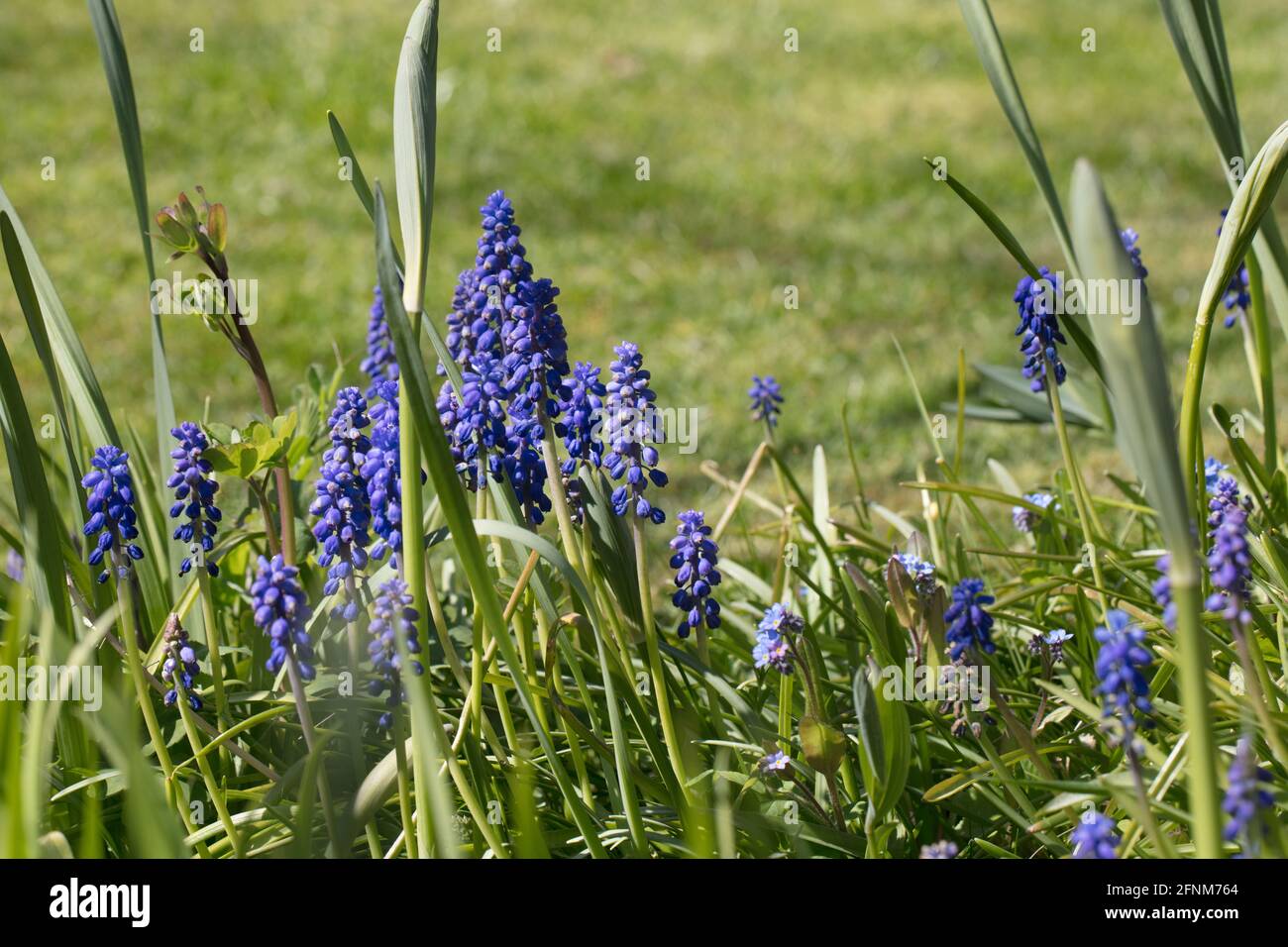 Blaue Traubenhyazinthen, Muscari armeniacum, blüht im Frühling Stockfoto