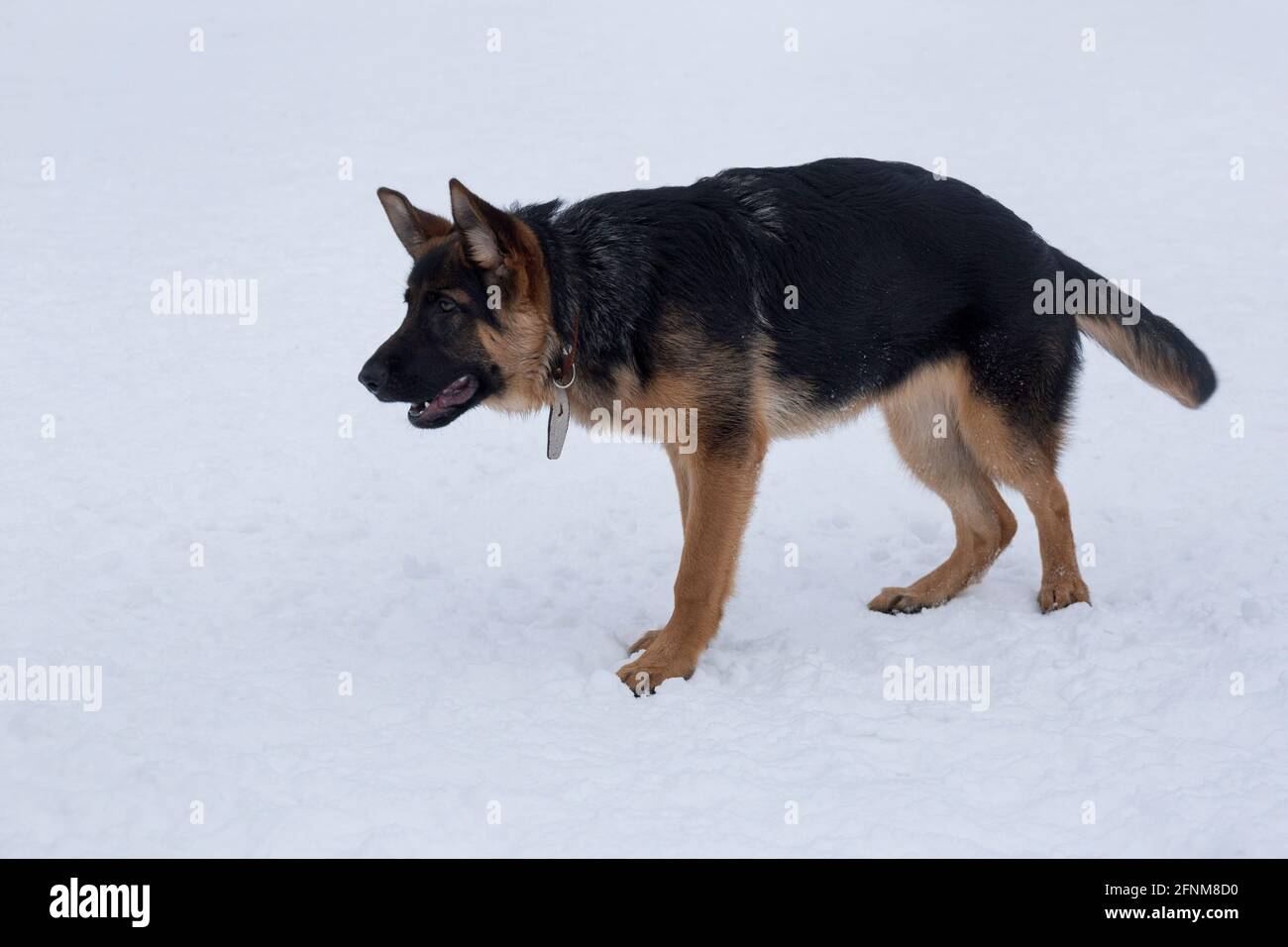 Der süße deutsche Schäferhund-Welpe steht auf weißem Schnee im Winterpark. Vier Monate alt. Haustiere. Reinrassige Hündin. Stockfoto