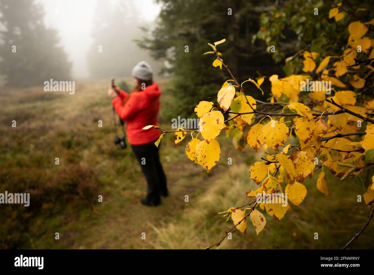 Wanderfrau in roter Jacke fotografieren Natur Landschaft in Fallen mit gelben Blättern Stockfoto
