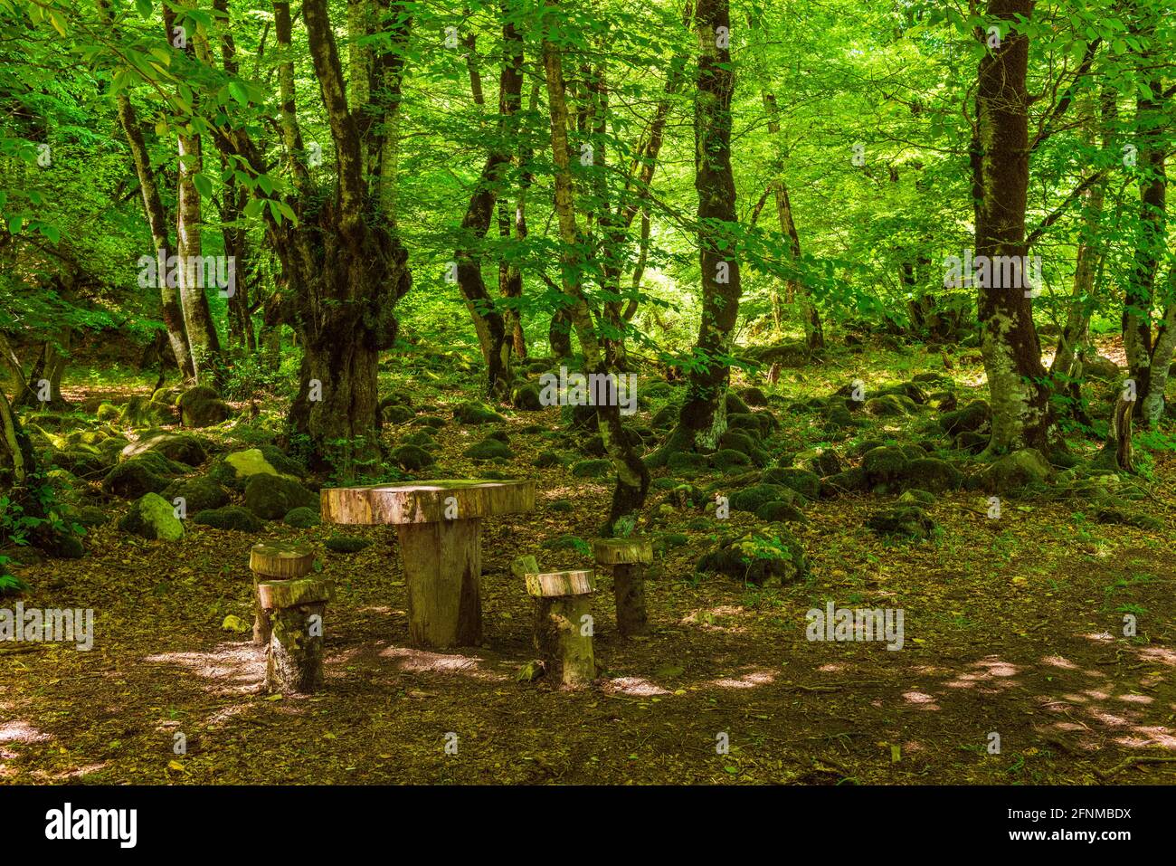 Picknickplatz im schönen grünen Laubwald Stockfoto
