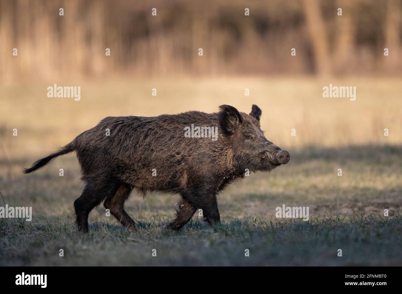 Wildschwein (sus scrofa ferus), der im Frühjahr vor dem Wald auf einer Wiese spazierenging. Wildtiere in natürlichem Lebensraum Stockfoto
