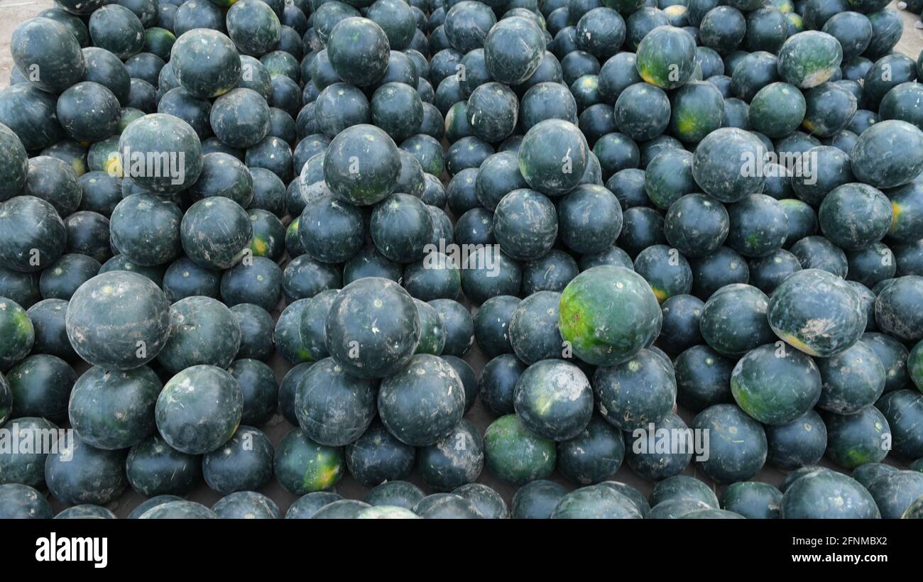 Wassermelone ist eine blühende Pflanzenart der Familie der Cucurbitaceae Stockfoto