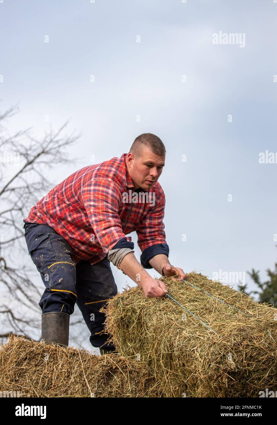 Der Landwirt verlagern Heuballen vom Traktoranhänger zum Lagerplatz Auf dem Bauernhof Stockfoto