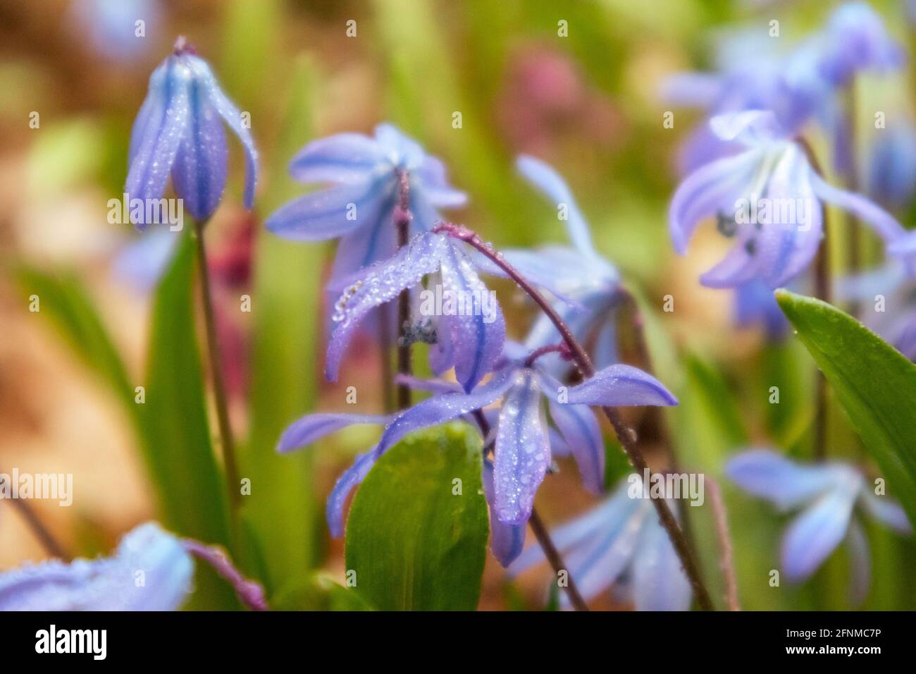 Blühender hübscher Rasen aus blauer Scilla bifolia (alpiner Tintenschisch, zweiblättriger Tintenschisch) in Regentropfen Makro-Nahaufnahme. Sonnige Frühlingsblumen Tau Details mit Fokus Stockfoto