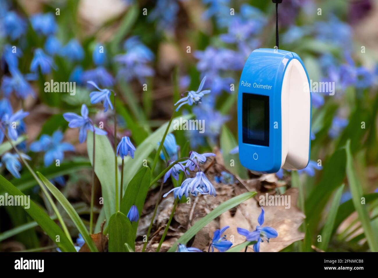 Pulsoximeter im Freien Nahaufnahme mit frühlingsblauen scilla-Blumen Hintergrund. Blaues Sauerstoffsättigungsmessgerät (SPO2) mit leerem Bildschirm und selektivem Fokus Stockfoto