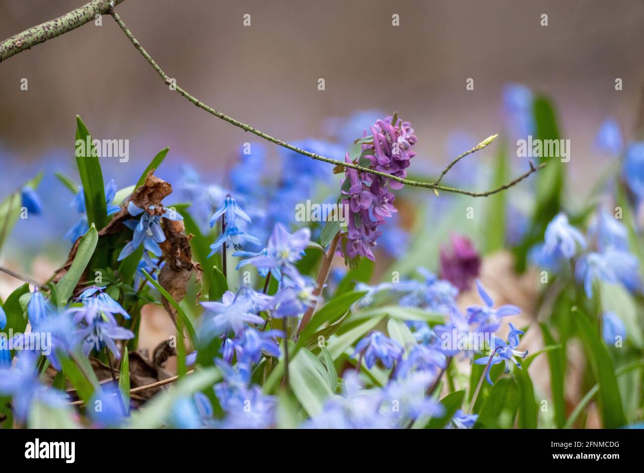 Blühender hübscher Rasen aus blauer Scilla bifolia (alpiner Tintenfischfang) und purpurfarbener Corydalis Cava-Nahaufnahme. Sonnige Frühlingsblumen mit trockenen Blättern und selektivem FOC Stockfoto