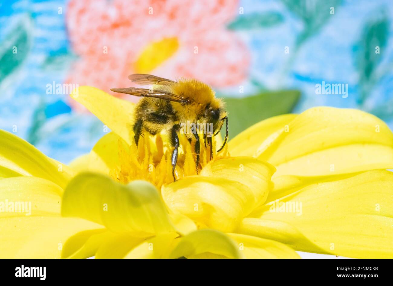 Eine Hummel sammelt Pollen in einer gelben Blume. Eine bescheidene Biene, die auf einem Garten mit bemalten Blumen auf dem Hintergrund arbeitet. Stockfoto
