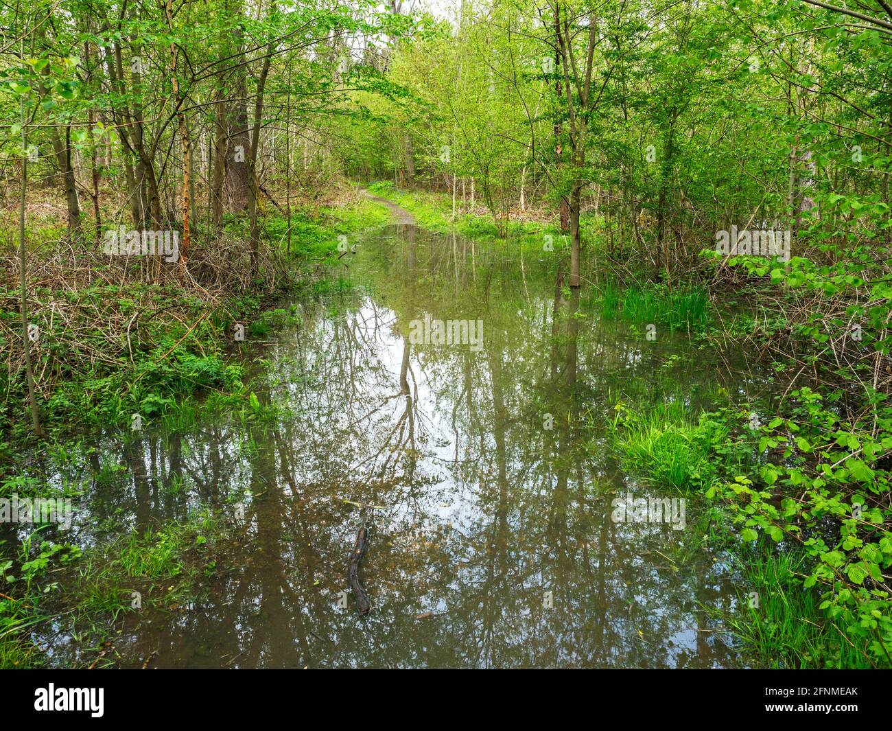 Überschwemmungen auf dem Rundwanderweg von Knaresborough in Parsonage Wood Goldsborough In der Nähe von Knaresborough North Yorkshire England Stockfoto