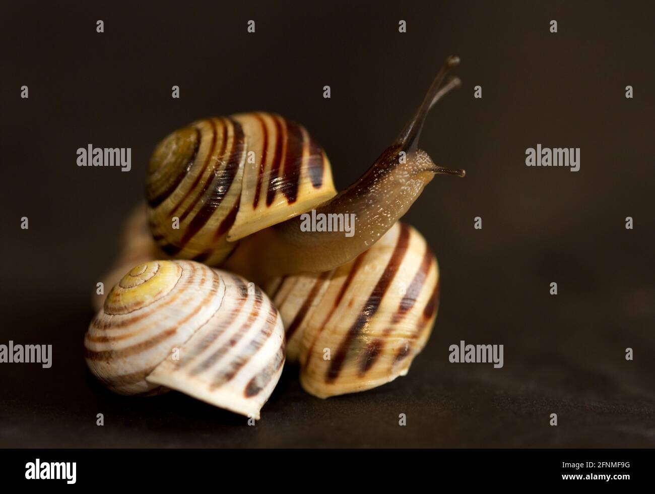 Weißlippschnecken sind eine häufige Gastropode entlang der Küstenrasen im Norden Großbritanniens. Es ist Brown-lipped Cousin ist häufiger in Südengland Stockfoto