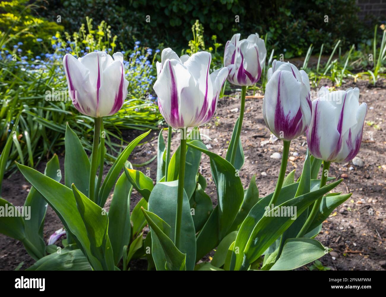 Im späten Frühjahr blühende Tulpe 'Shirley' in Blüte, die in einem Garten in Surrey, Südostengland, wächst, cremig-weiß mit violettem Rand Stockfoto