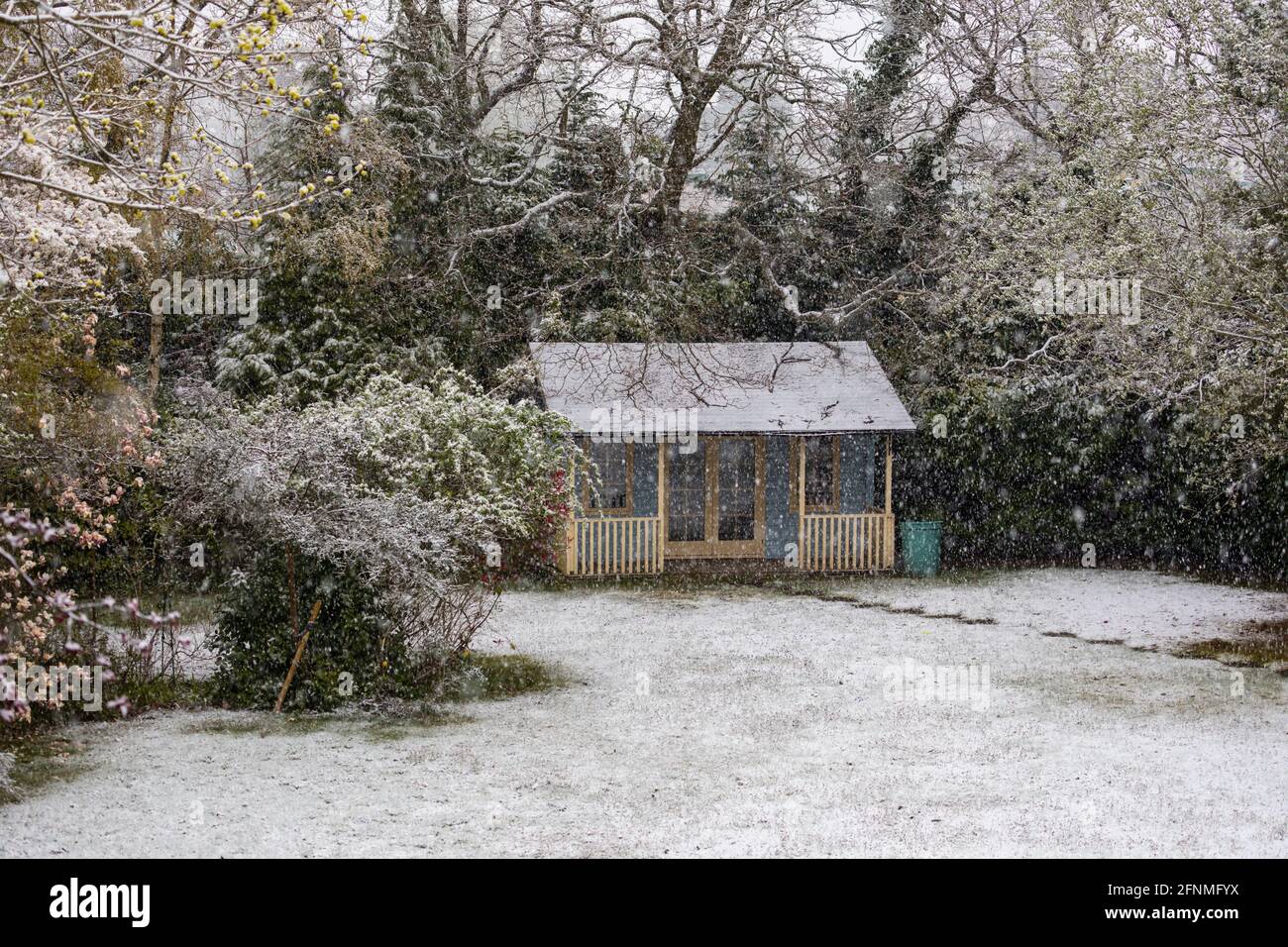 Blick auf einen düsteren Vorstadtgarten in Surrey, Südostengland, während einer unsaisonalen Schneedecke Ende April und niedrigen Temperaturen Stockfoto