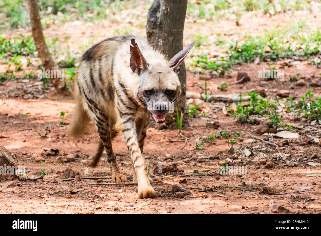 Rotfuchs, der in einem indischen Nationalpark in seiner Grenze spaziert, aus nächster Nähe. Stockfoto