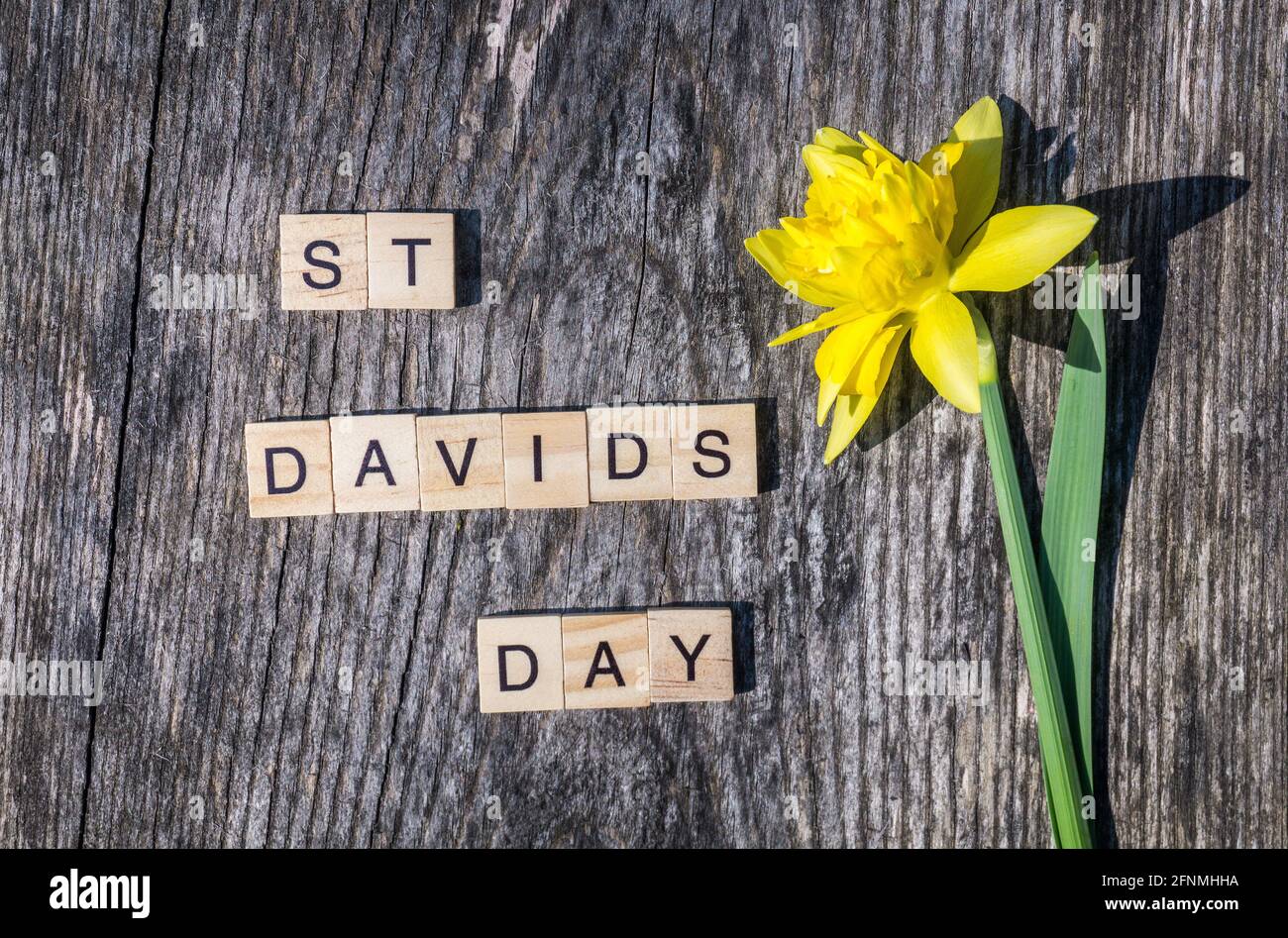 St Davids Day Schild mit Kachelbuchstaben und einzelnen gelben Narzissen auf verwittertem Holz Hintergrund. Zum Tag des heiligen David in Wales Stockfoto