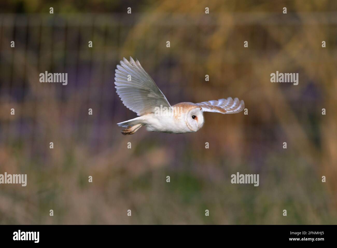 Die Stalleule ist die am weitesten verbreitete Eulenart der Welt und eine der am weitesten verbreiteten Vogelarten. Stockfoto