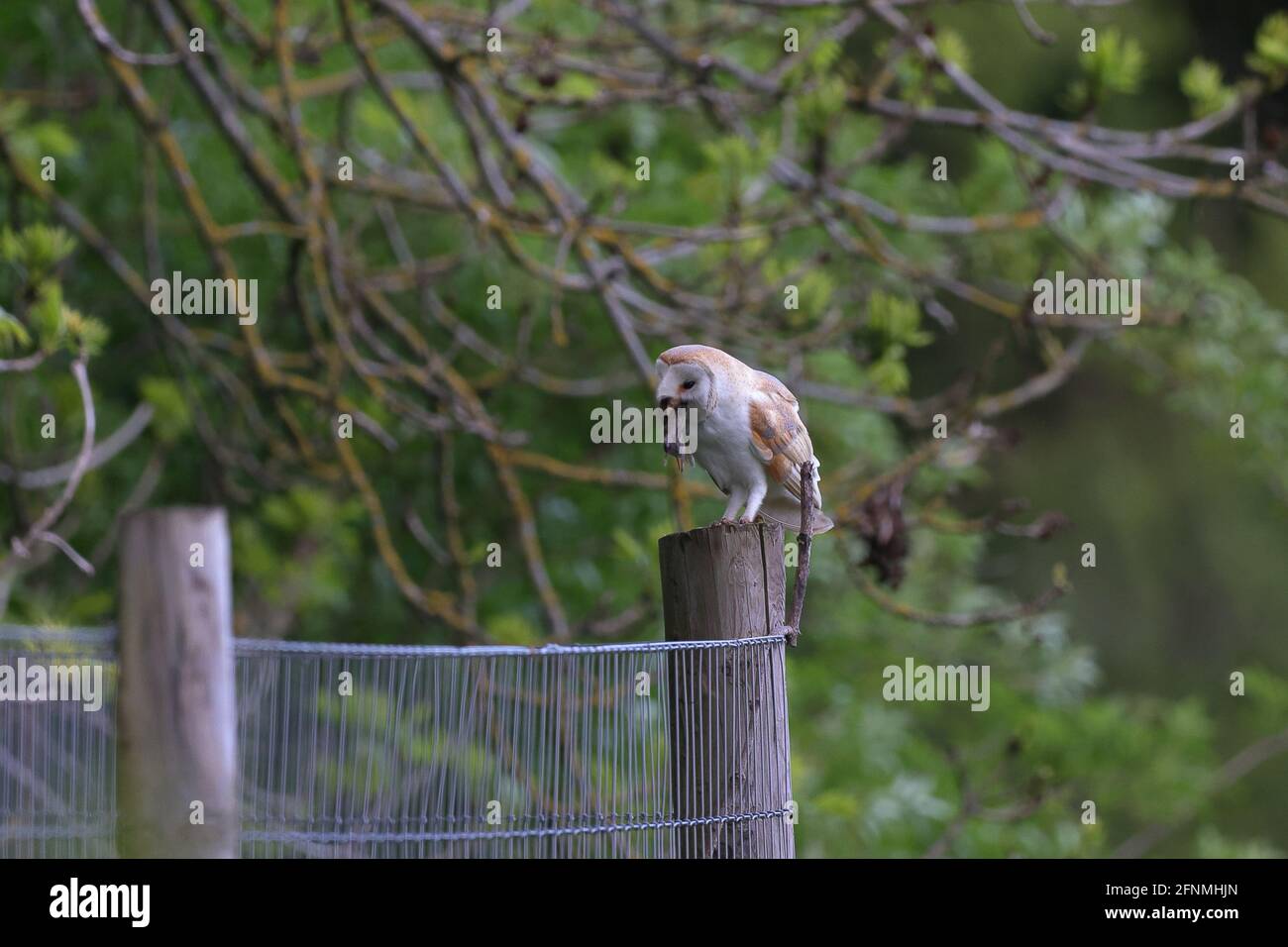 Die Stalleule ist die am weitesten verbreitete Eulenart der Welt und eine der am weitesten verbreiteten Vogelarten. Stockfoto