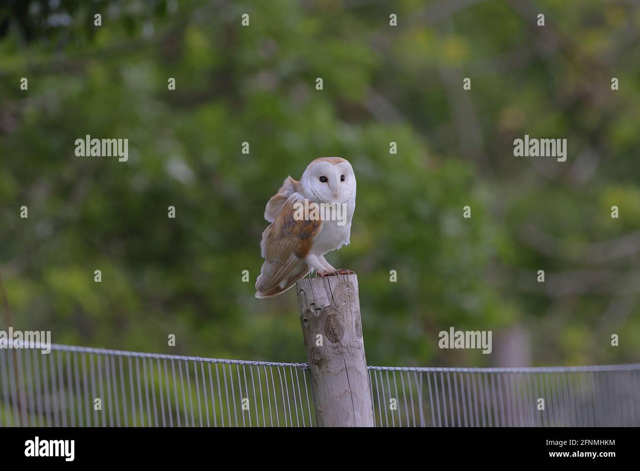 Die Stalleule ist die am weitesten verbreitete Eulenart der Welt und eine der am weitesten verbreiteten Vogelarten. Stockfoto