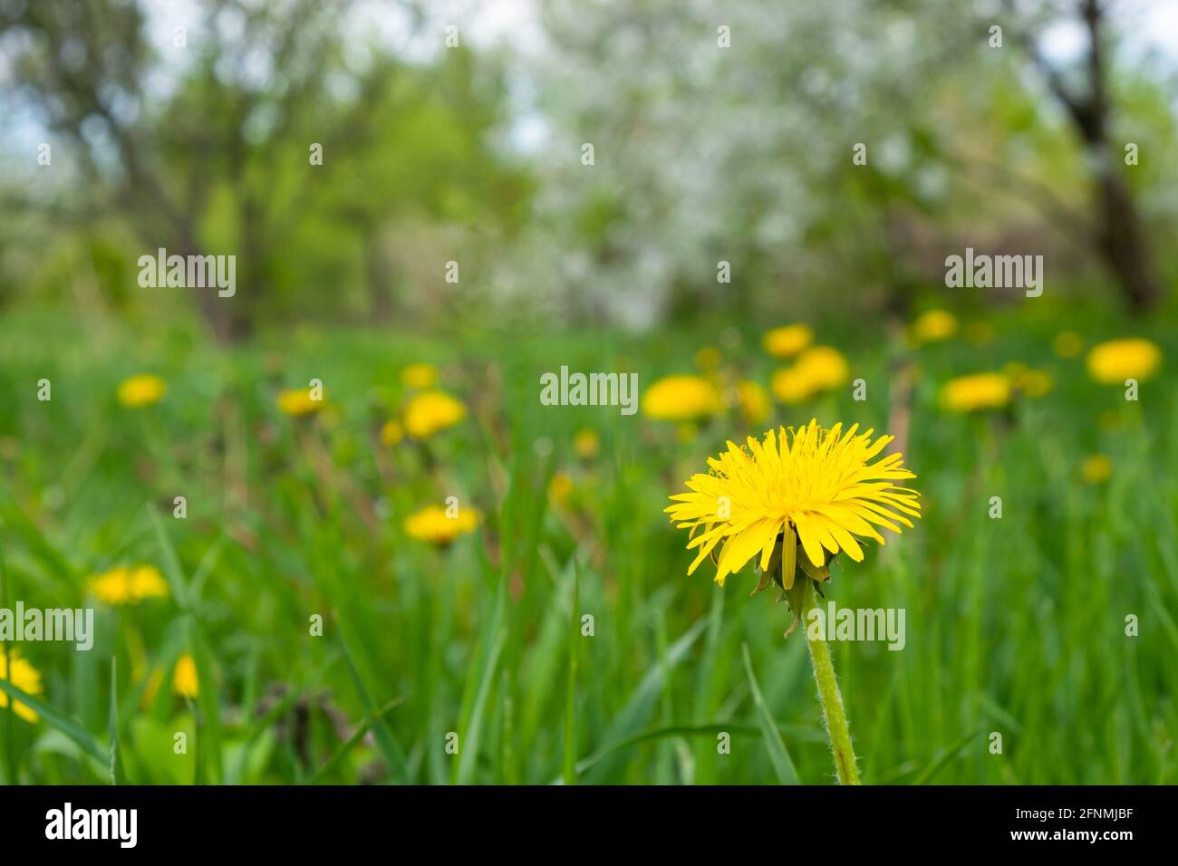 Frühlingszandelionen blühen auf der Wiese. Stockfoto