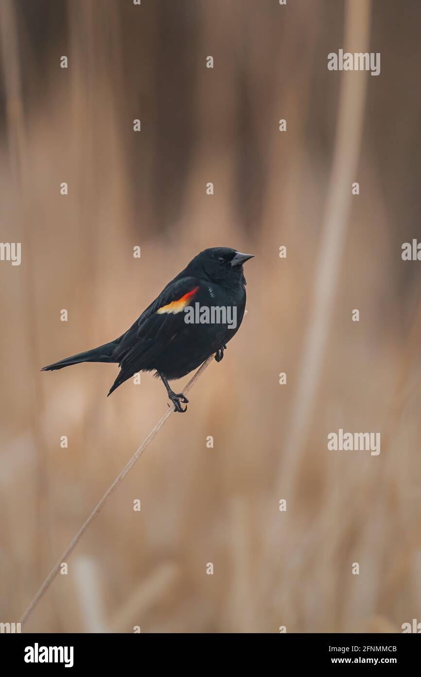 Ein männlicher Rotflügel-Amsel zeigt seine charakteristischen Schulterflecken, während er auf einem Rohrschwanz am Rande des Naturschutzgebiets Strawberry Creek thront. Stockfoto