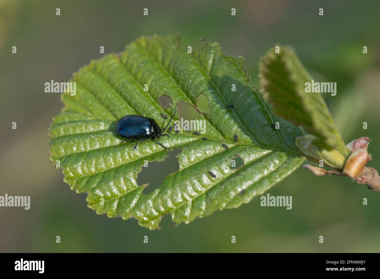 Erwachsene Erlenkäfer (Agelastica alni) füttern im Frühjahr an jungen Blättern von Schwarzerle (Alnus glutinosa), in der Stadt, im April Stockfoto