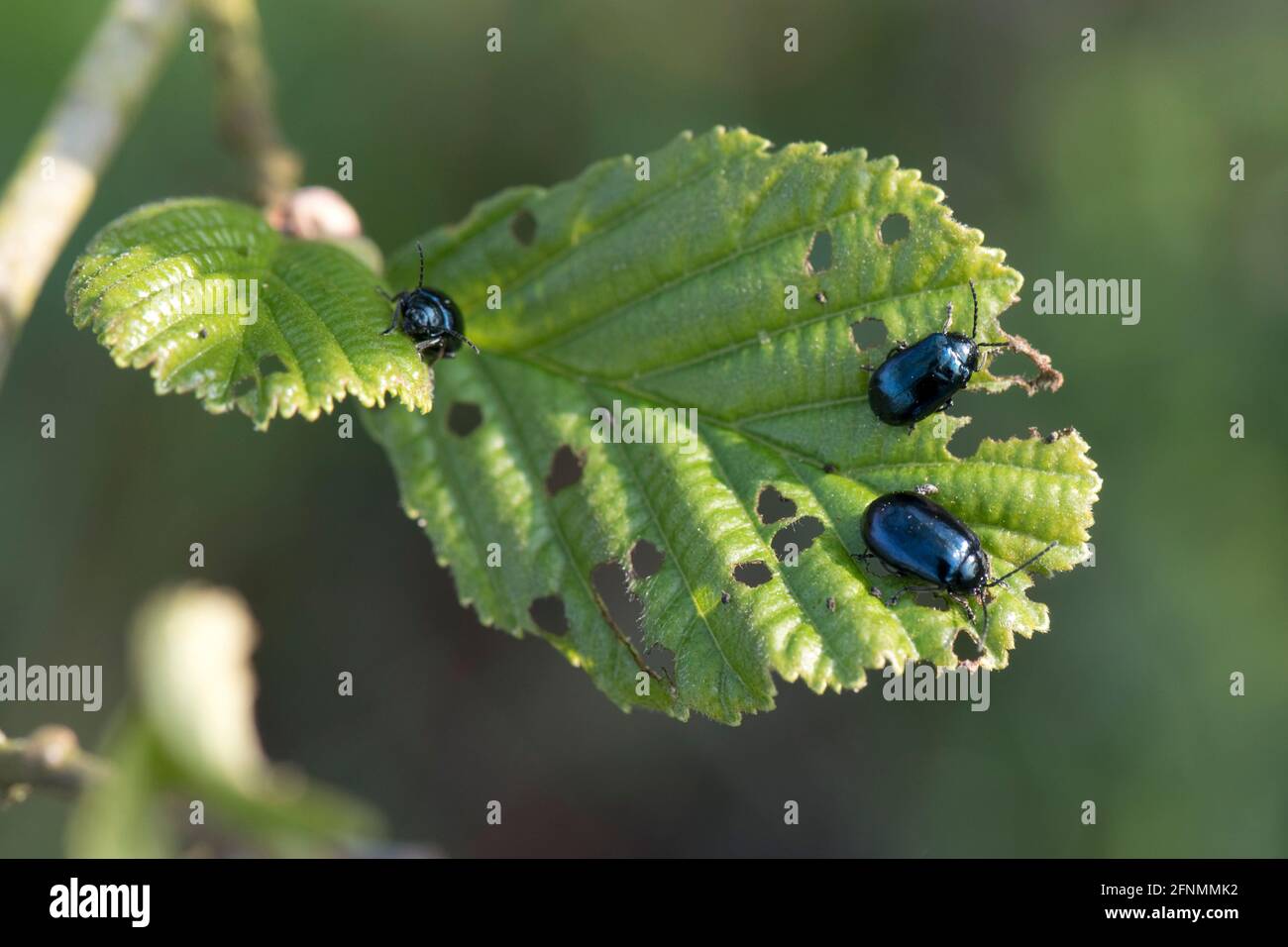Erwachsene Erlenkäfer (Agelastica alni) füttern im Frühjahr an jungen Blättern von Schwarzerle (Alnus glutinosa), in der Stadt, im April Stockfoto