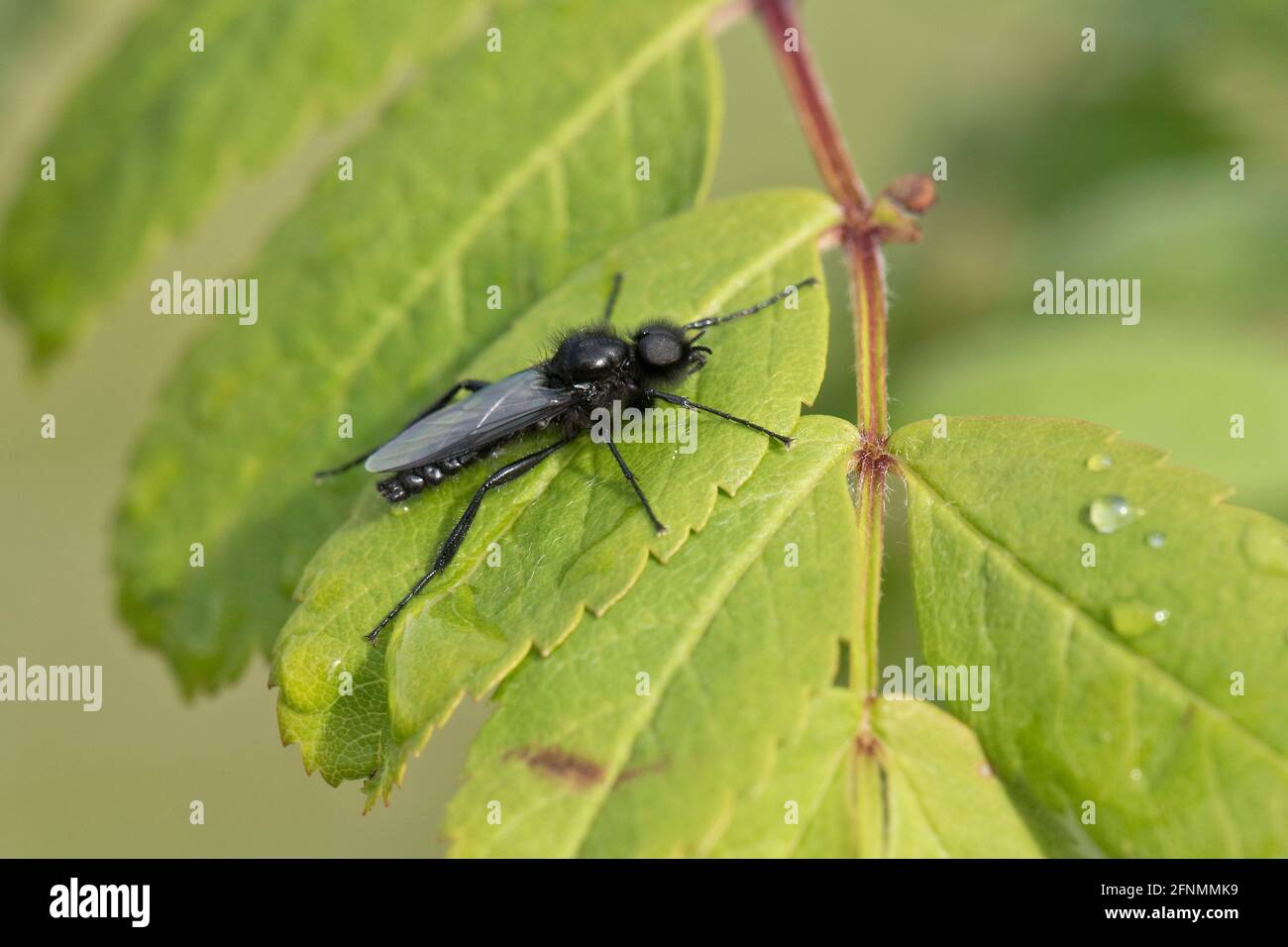 Die ausgewachsene Markugelfliege (Bibio marci) auf Blättern, die um den Markustag herum erscheint, sind gewöhnliche langbeinige, langsam fliegende Insekten, im Mai in der Stadt von Bekshire Stockfoto