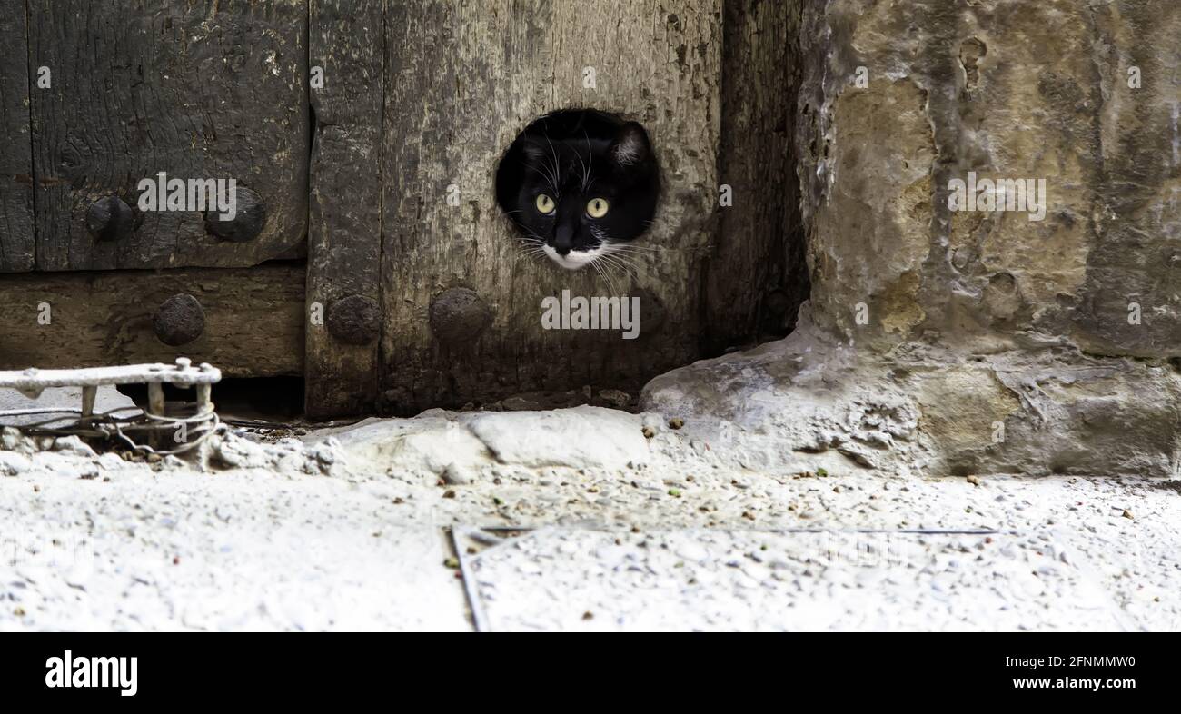 Detail des Tieres versteckt auf der Straße, obdachlos Haustier Stockfoto