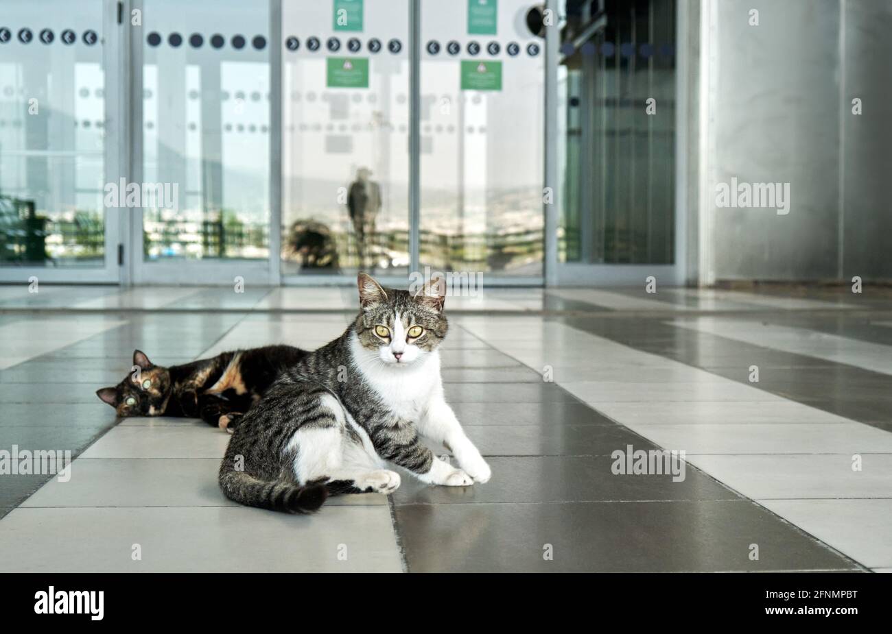 Katze, die während der Coronavirus-Sperre auf einem leeren Flughafen sitzt. Thessaloniki, Griechenland Stockfoto