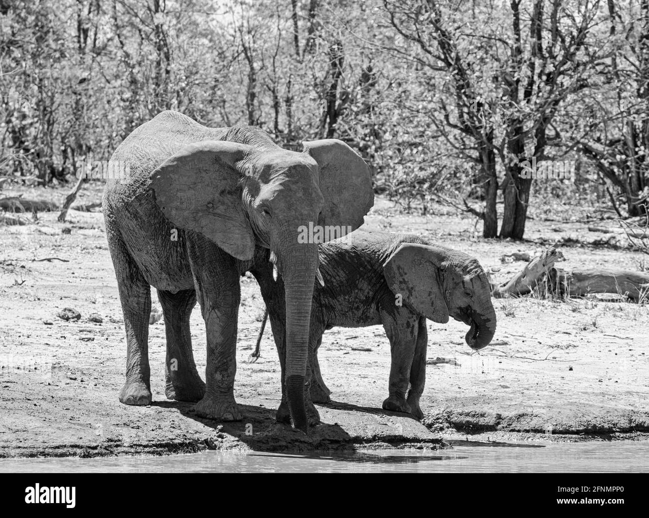 Afrikanische Elefanten an einem Wasserloch in der südafrikanischen Savanne Stockfoto