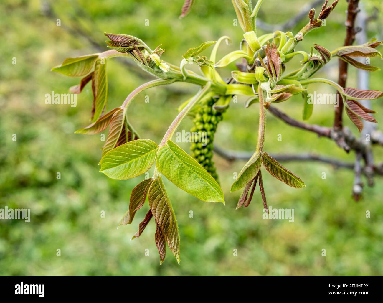Blätter und Früchte eines Walnussbaums Stockfoto