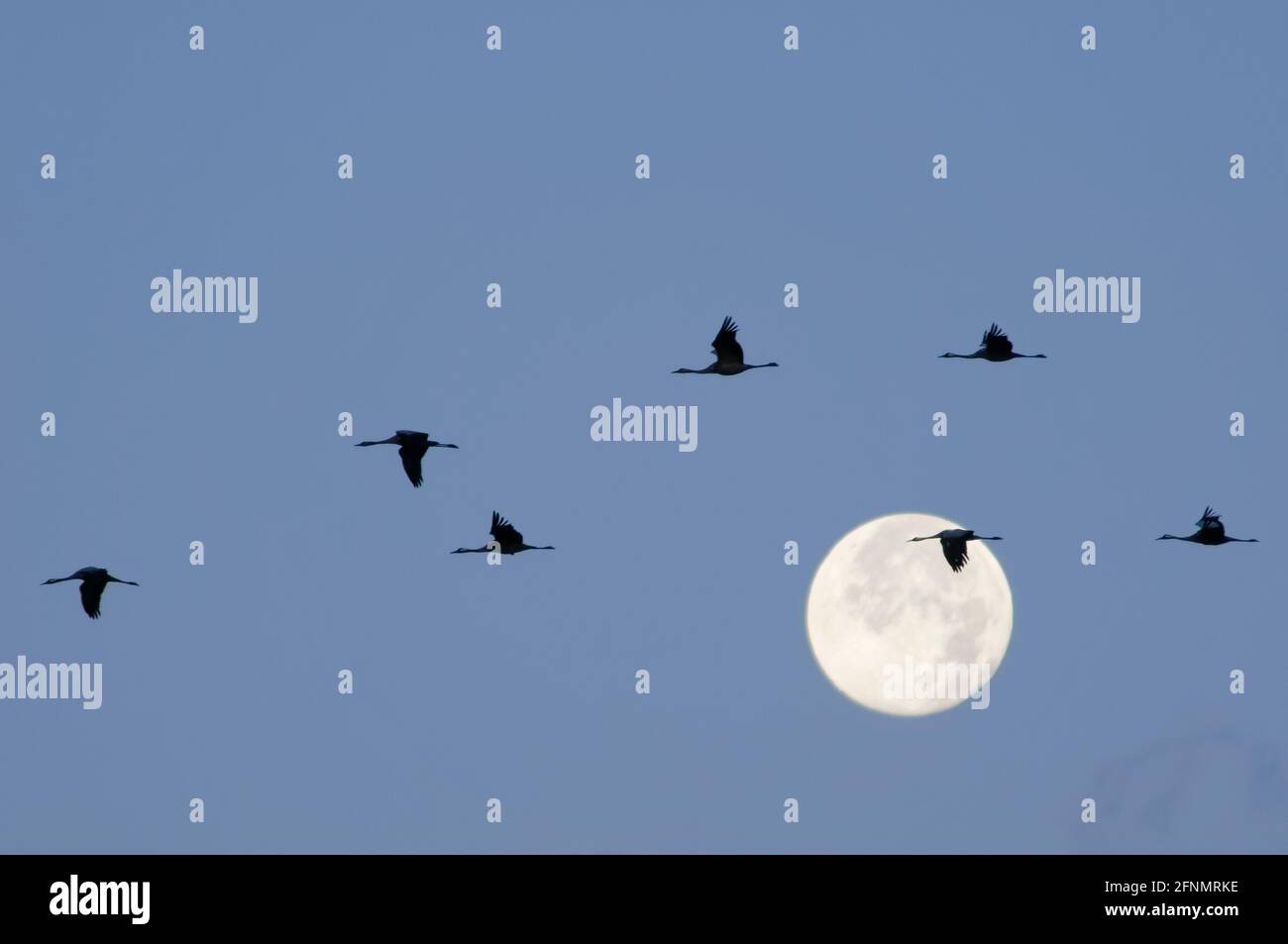 Silhouetted Common / Eurasische Kraniche (Grus grus) fliegen an einem Vollmond vorbei, während der Herbstmigrationsperiode, Mecklenburg-Vorpommern, Deutschland. Stockfoto
