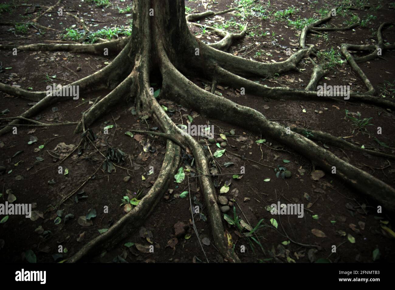 Wurzeln eines Baumes in einem Park im Senayan Sports Complex (Gelora Bung Karno), Jakarta, Indonesien. Stockfoto