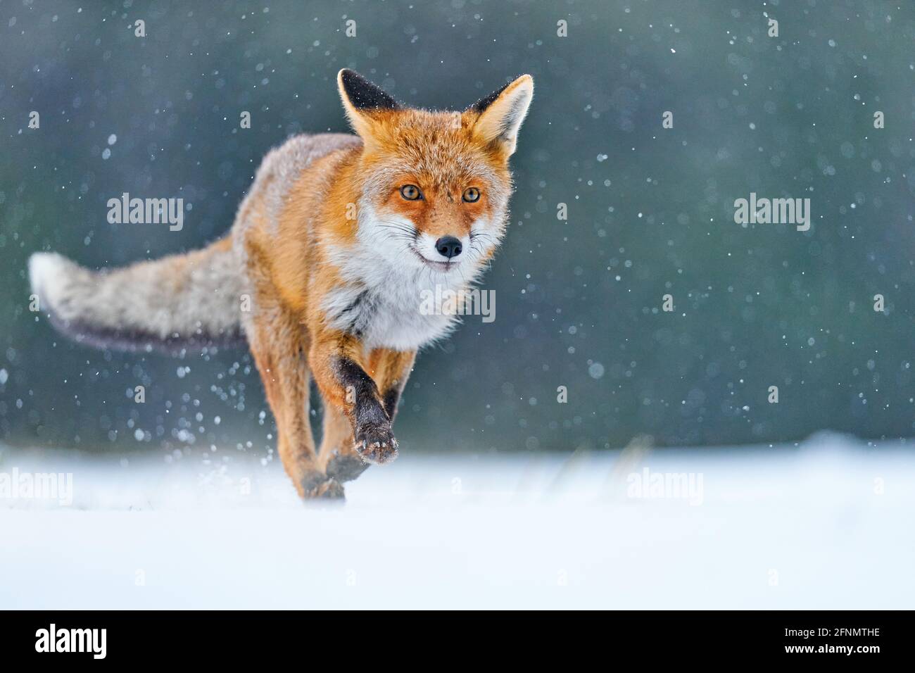 Rotfuchsjagd, Vulpes, Wildtierszene aus Europa. Orange Pelzmantel Tier in der Natur Lebensraum. Fuchs auf der Winterwaldwiese, mit Weiß Stockfoto