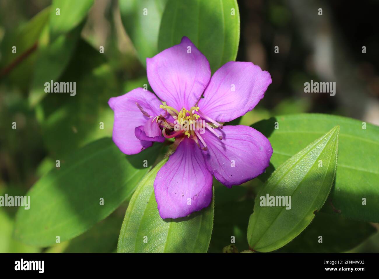 Sri Lankas berühmteste Ayurveda-Pflanze 'Bovitiya' Osbeckia octandra im Sommer. Stockfoto