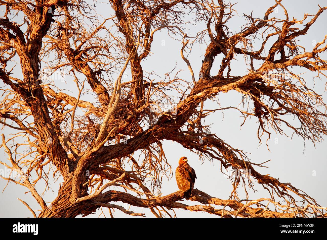 Wahlbergs Adler, Hieraaetus wahlbergi, brauner und schwarzer Greifvogel im natürlichen Lebensraum, sitzend am Ast, Kruger NP, Südafrika. Wildtiere s Stockfoto