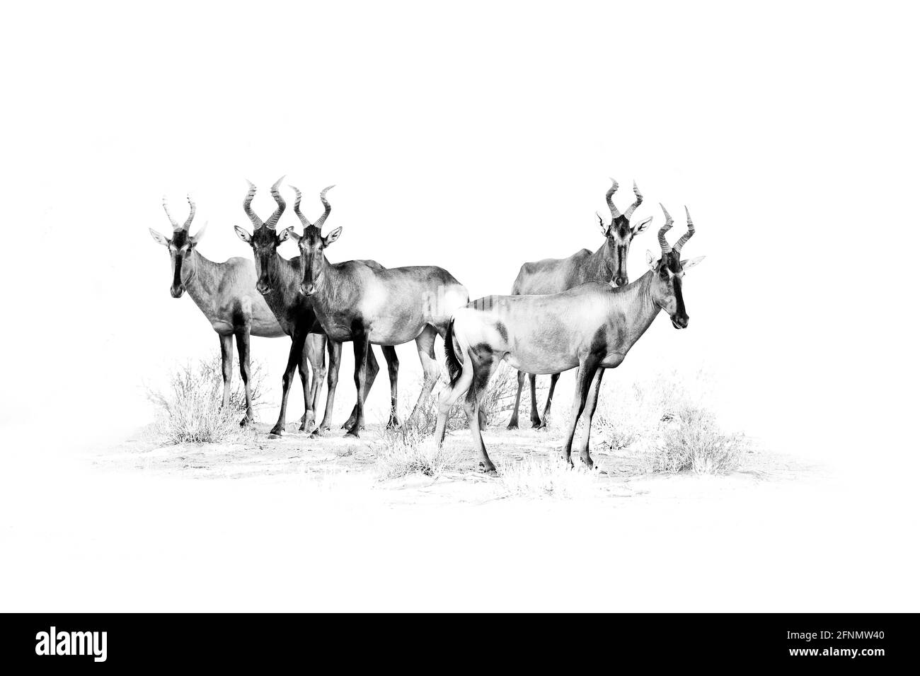 Schwarz-weiße Afrika-Kunst. Gruppe Herde von Hartebeest im Gras, Namibia in Afrika. Rot, Alcelaphus buselaphus caama, Detailportrait von großem Braun Stockfoto