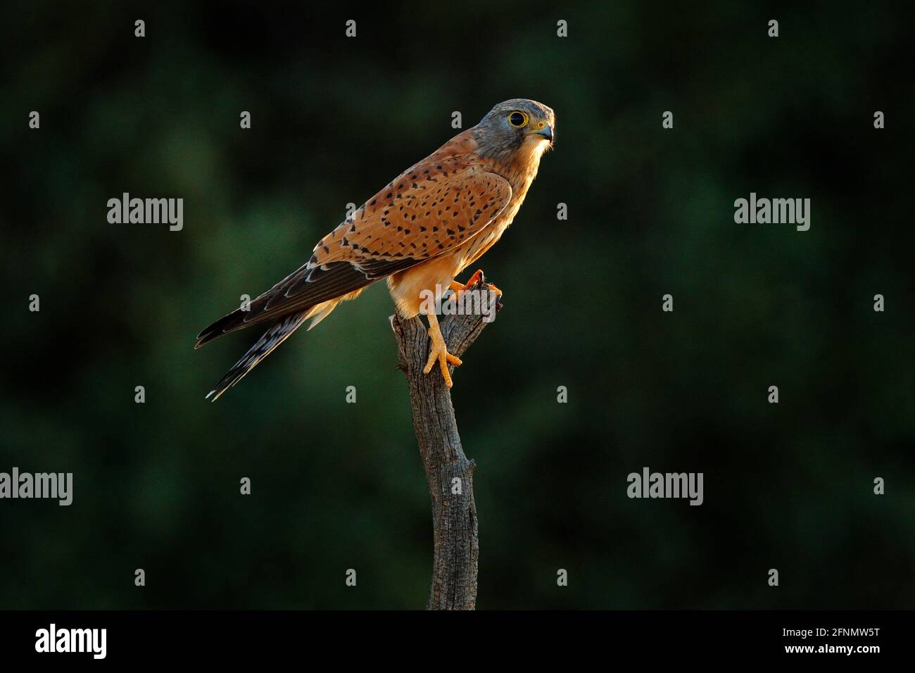 Felskestel, Falco rupicolus, sitzend auf dem Ast mit blauem Himmel, Kgalagadi, Botswana, Afrika. Greifvögel im natürlichen Lebensraum. Wildlife sce Stockfoto