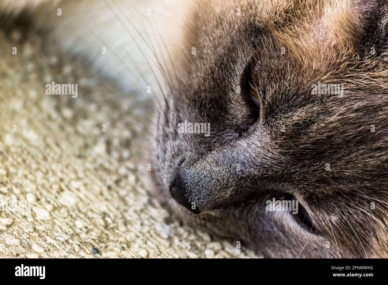 Nahaufnahme einer flauschigen Hauskatze, die auf dem Boden liegt Stockfoto