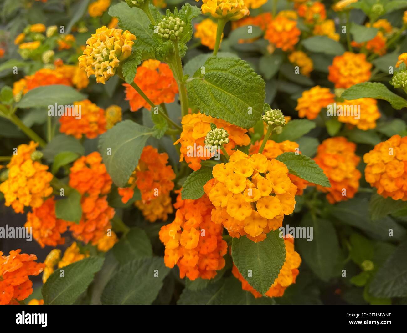 Nahaufnahme der gelborange isolierten lantana (Camara simon orange) Blumen im Gartencenter Stockfoto