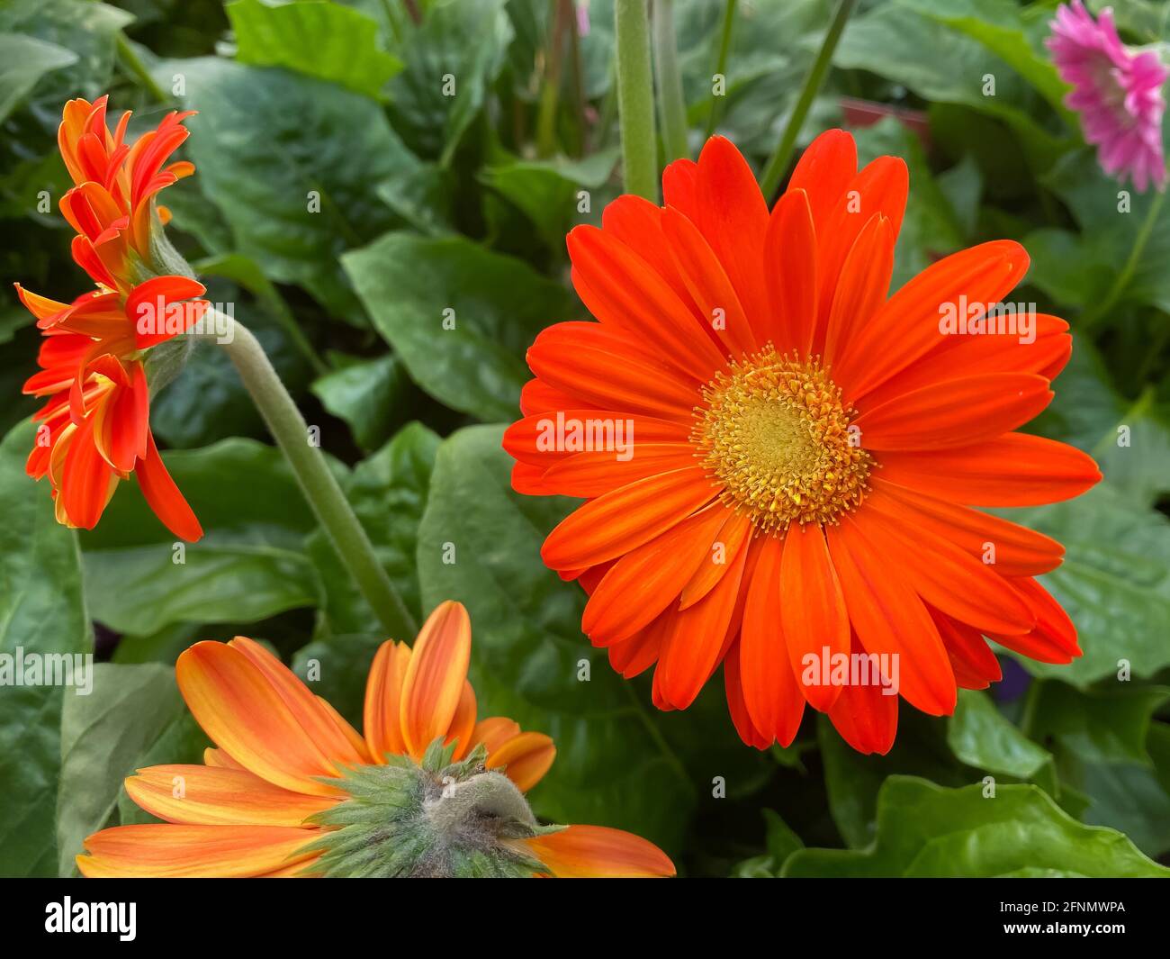 Nahaufnahme von isolierten orangegelben Gerbera (Garvinea) Blumen im Garten Zentrieren Stockfoto
